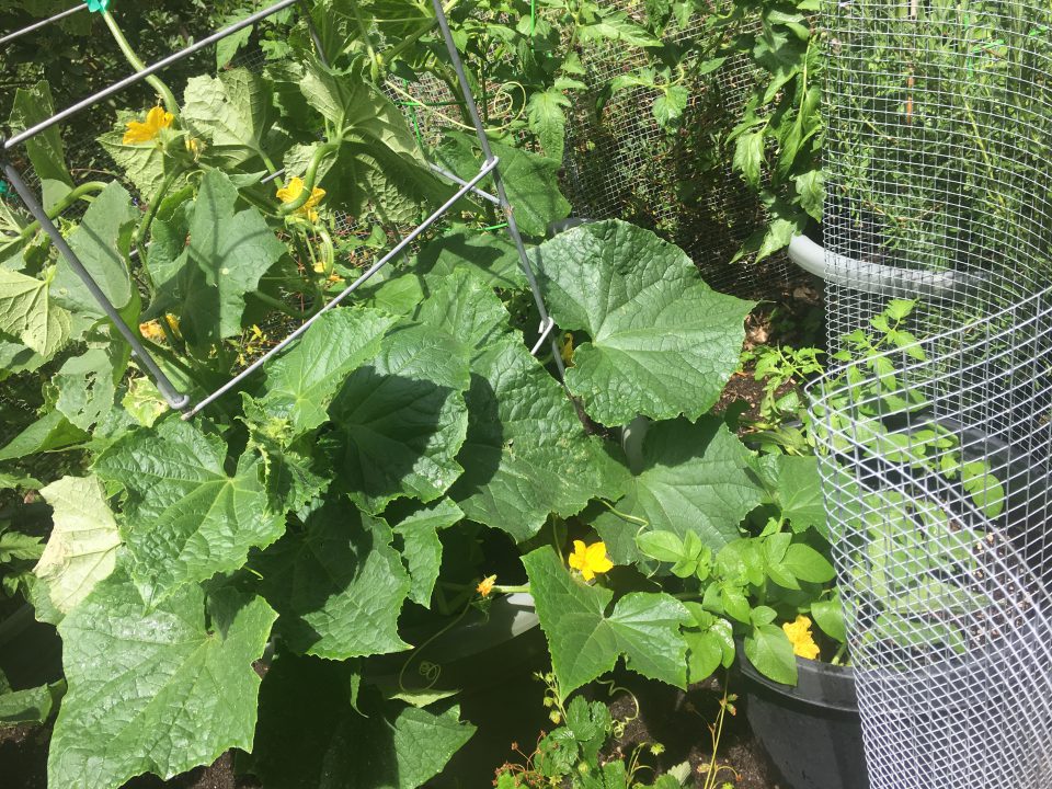 18830 Skyline Potted Garden