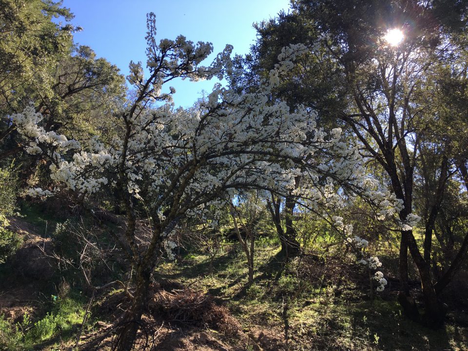 18830 Skyline Restored Garden Spring 2017 1