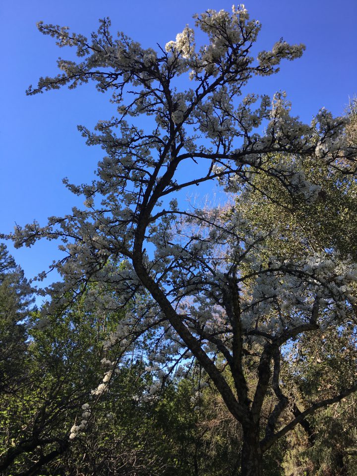 18830 Skyline Restored Garden Spring 2017 2