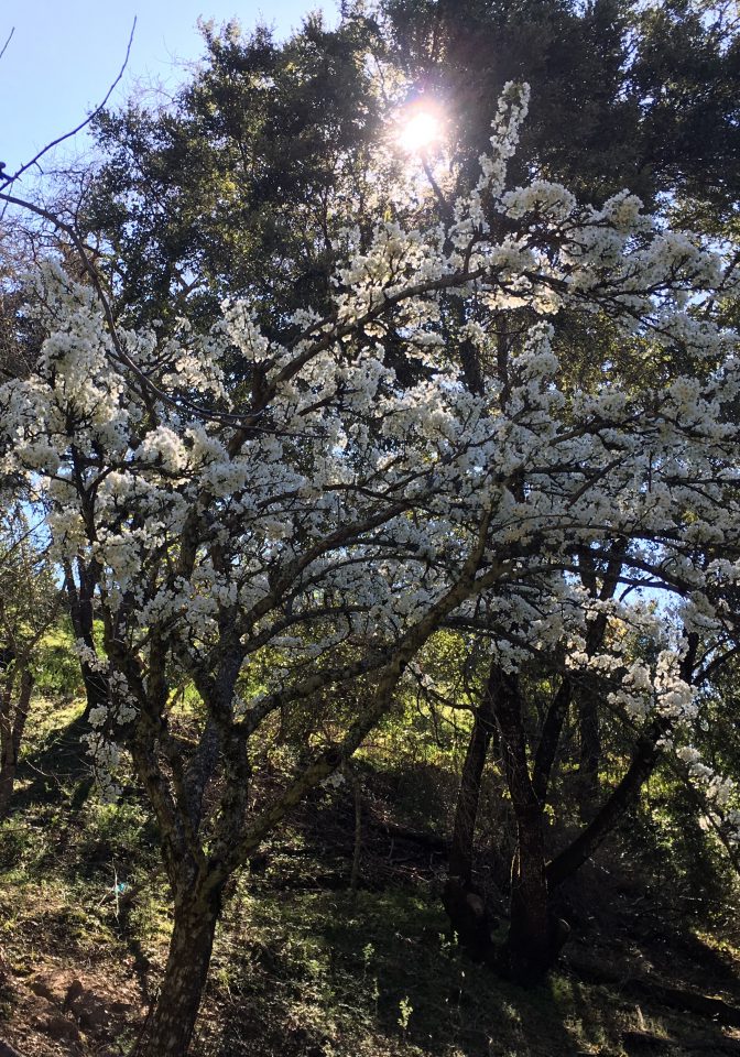 18830 Skyline Restored Garden Spring 2017 3