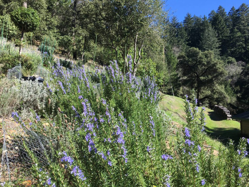 Gardening On The Slopes 7