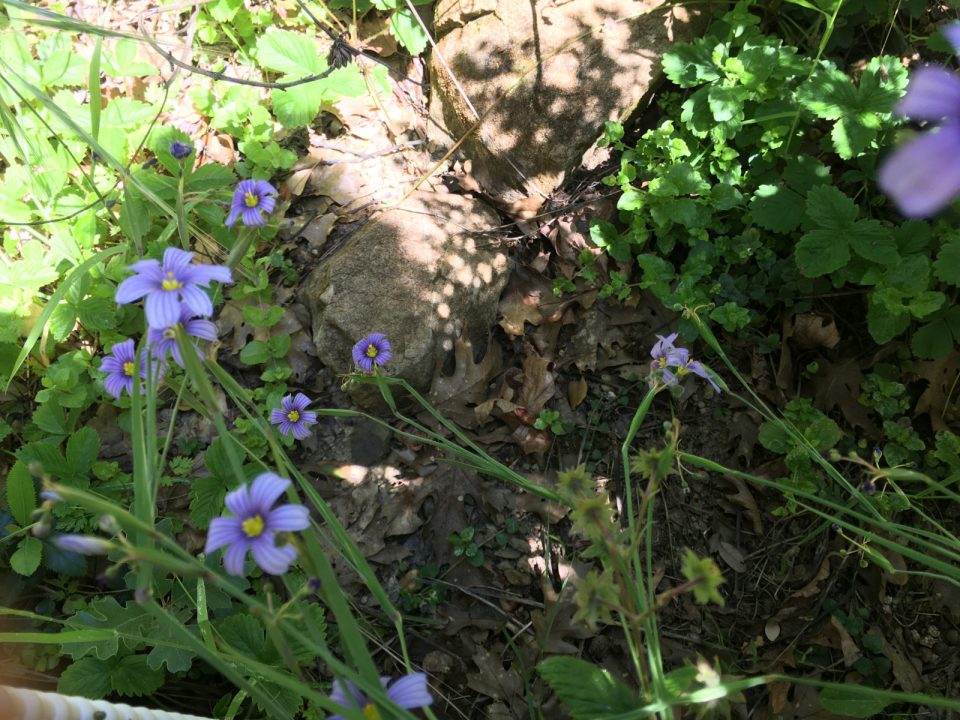 Gardening On The Slopes California Blue Eyed Grass 1