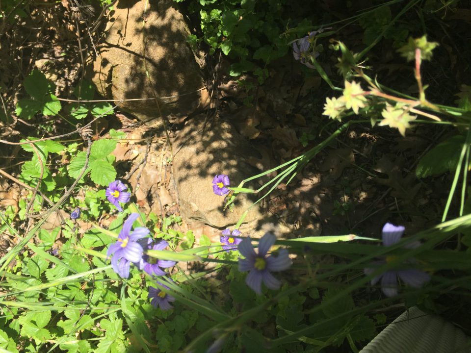 Gardening On The Slopes California Blue Eyed Grass 3