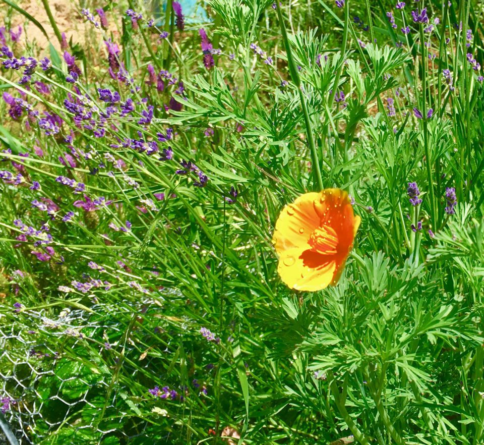 Gardening On The Slopes Poppies