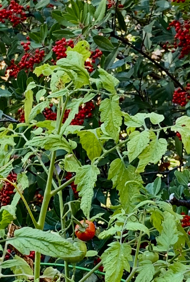 Gardening Potted Garden In November 1