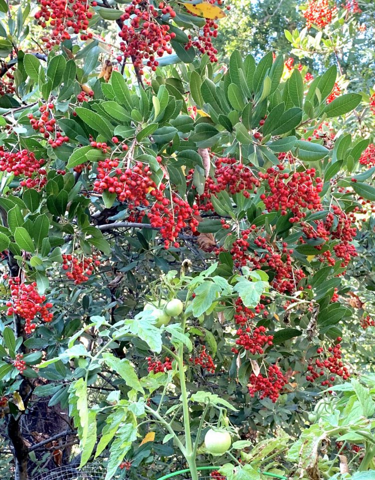 Gardening Potted Garden In November 2