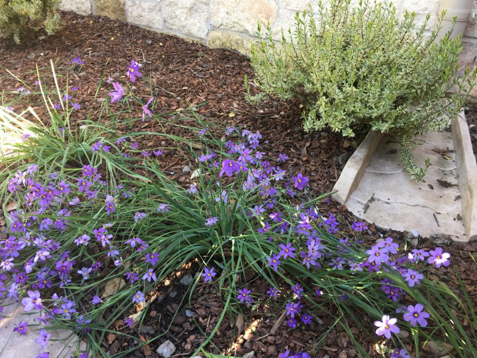 Morton Los Altos California Blue Eyed Grass