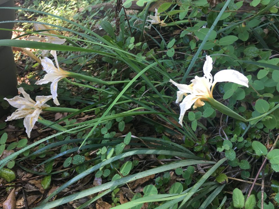 Mountain Iris Mountain Wonder 2