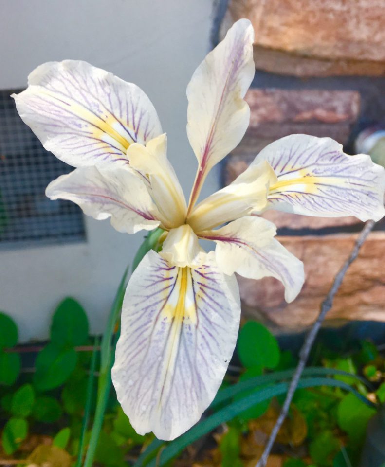 Mountain Iris Mountain Wonder 4