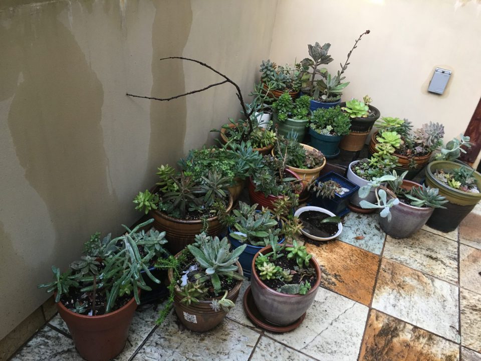 Natalia Works On Succulents Balcony Garden 2