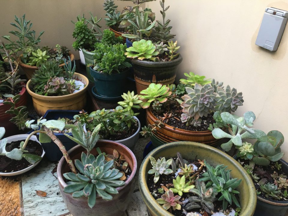 Natalia Works On Succulents Balcony Garden 3