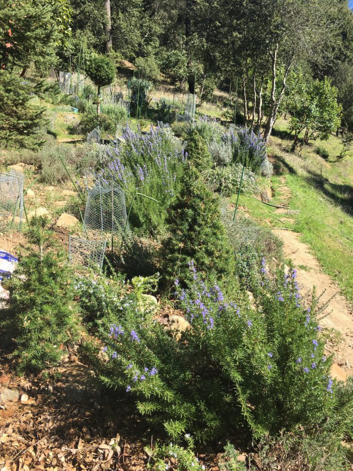 Soap Plant In The Bee Garden 1