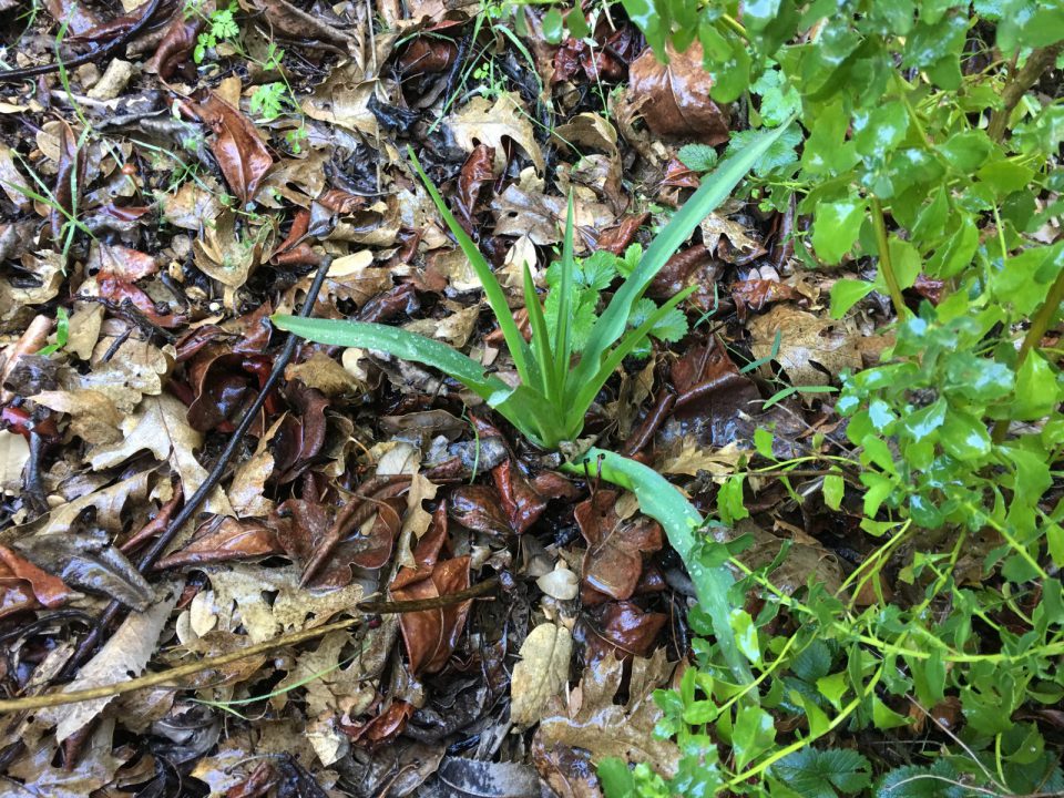 Soap Plant In The Bee Garden 4