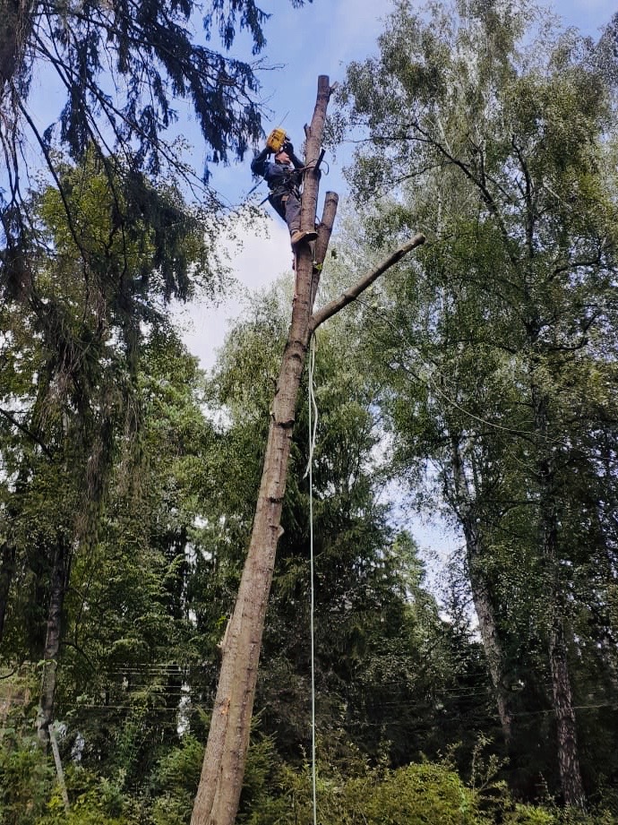 Tree master Alexander Novick